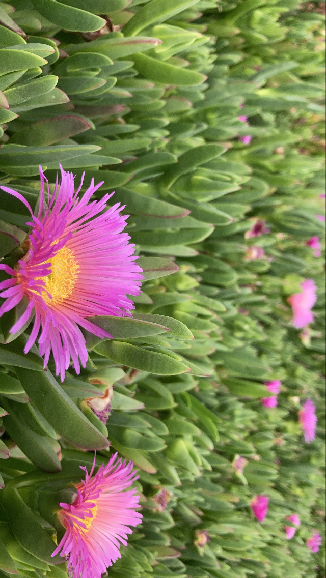 Purple flowers.